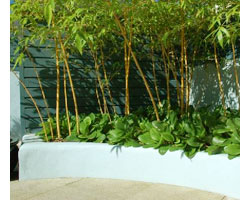 The use of bamboo adds an exotic feel to this urban courtyard in Dublin.