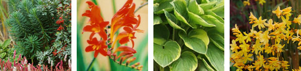 A variety of plants selected for their form, foliage texture and colour.